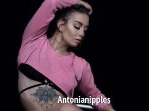 Antonianipples