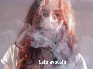 Cato_avocato