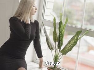 Crocus