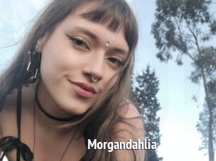 Morgandahlia